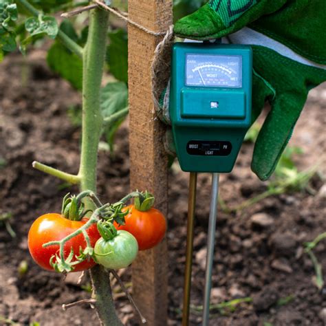 using moisture meter to water tomatoes|tomato moisture level calculator.